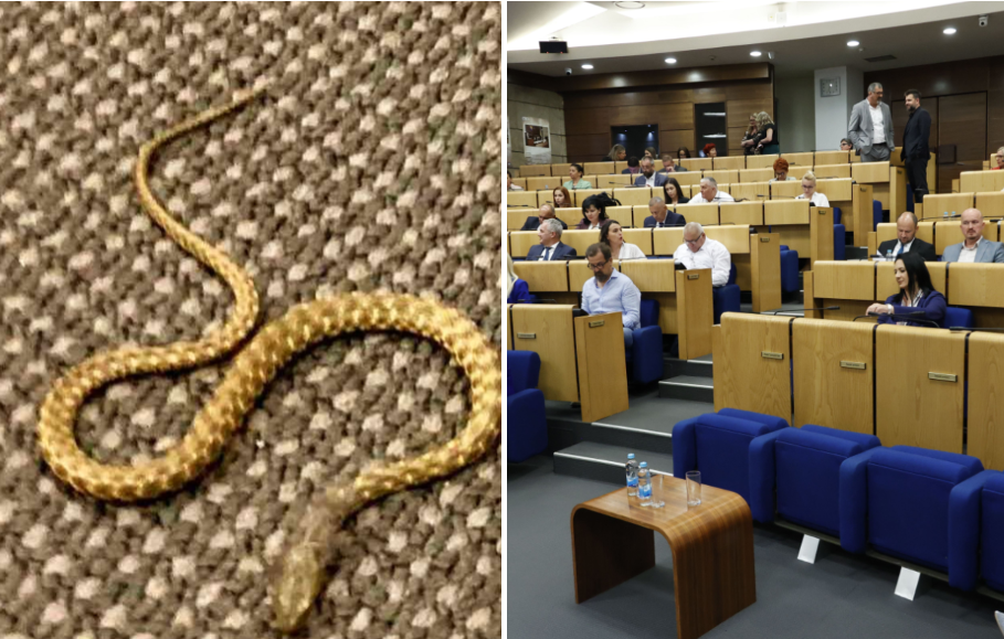 Vjerovali ili ne: Zbog zmije, otkazana sjednica Doma naroda Parlamenta FBiH